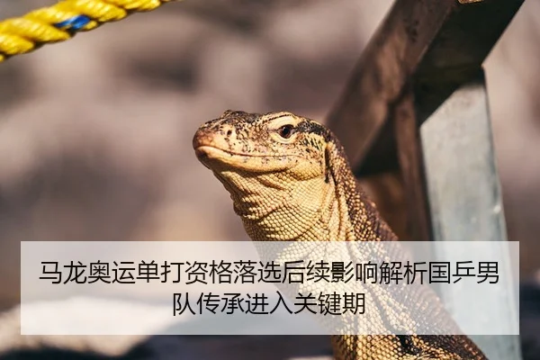 马龙奥运单打资格落选后续影响解析国乒男队传承进入关键期